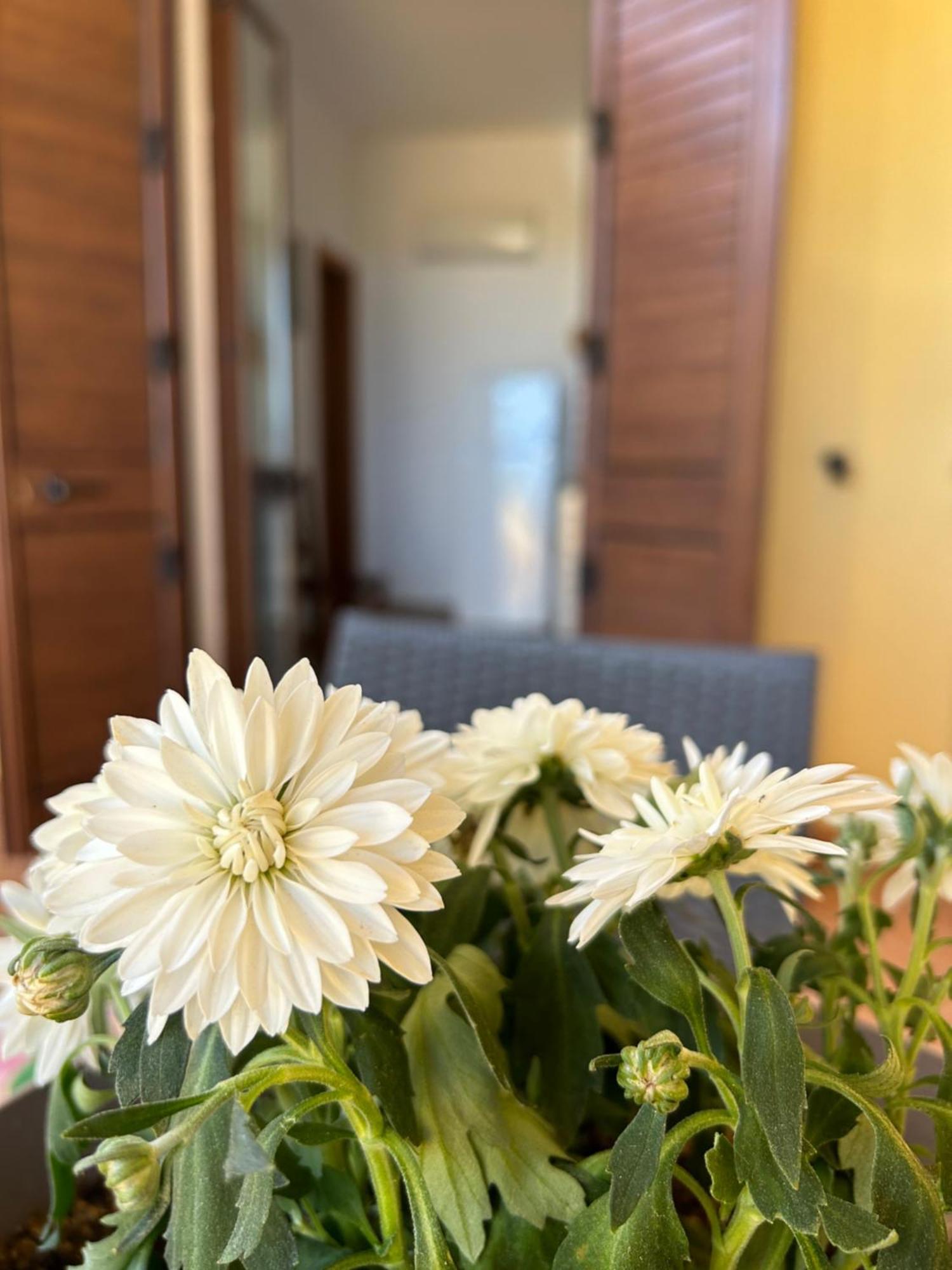 Dell' Acqua Apartment Lampedusa